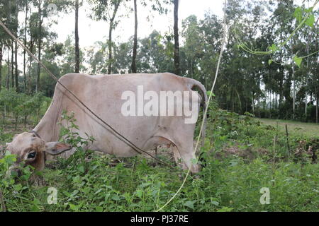 Braune und weiße Kühe auf einer Wiese an einem hellen und sonnigen Tag in der Bangladesch. Kühe auf der grünen Wiese. Stockfoto