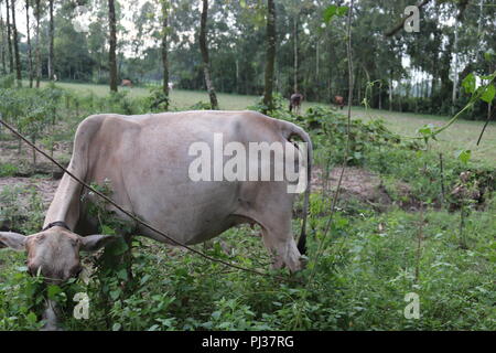 Braune und weiße Kühe auf einer Wiese an einem hellen und sonnigen Tag in der Bangladesch. Kühe auf der grünen Wiese. Stockfoto