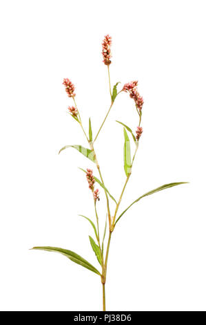 Wasserläufer, Persicaria maculosa, Blumen und Laub gegen Weiße isoliert Stockfoto