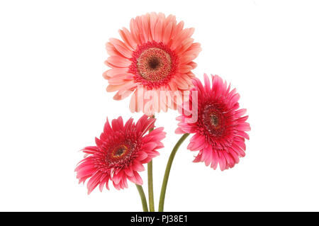 Drei Gerbera Blumen gegen Weiße isoliert Stockfoto