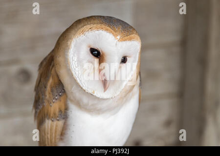Schleiereule an falknerei Stockfoto