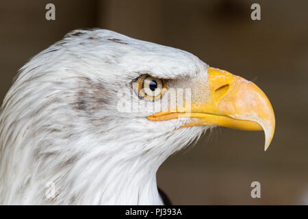 Der amerikanische Weißkopfseeadler (Haliaeetus leucocephalus) thronte in einem Falknerzentrum im Vereinigten Königreich. Stockfoto