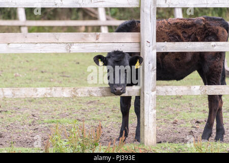 Kälber, die auf einer Weide im Vereinigten Königreich weiden, umgeben von der ländlichen britischen Landschaft. Stockfoto