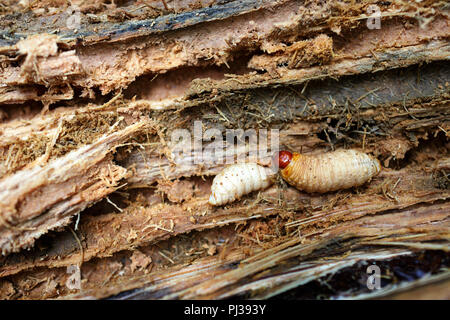 Sago Wurm, Larven vom roten Palmwedel am Baumstamm, Mentawai, Siberut, Sumatra, Indonesien Stockfoto