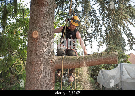 Baumzüchter bei der Arbeit einen Zweig mit einer Kettensäge. Stockfoto