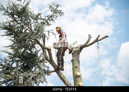 Baum Chirurg an der Spitze eines Baumes mit einem Gurt und Seil arbeiten Stockfoto