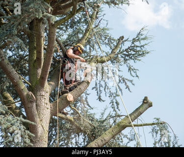 Baumzüchter sicher angeseilt Arbeiten an der Spitze eines Baumes Stockfoto