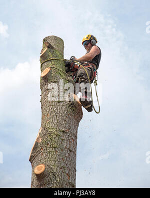 Baum Chirurgen mit einer Kettensäge, während an der Spitze eines Baumes angeseilt. Stockfoto