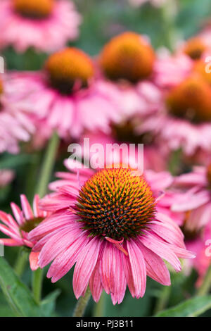 Echinacea purpurea Papallo Power Korallenrot (papallo Serie) Stockfoto