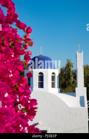 Rosafarbene Bougainvillea Blüten mit blauen Kuppeln der griechisch-orthodoxen Kirche mit Blick auf Thira Fira, Santorini Griechenland Stockfoto