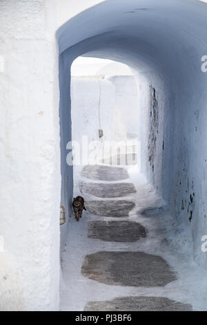 Lokale streunende Katzen auf der Insel Santorini Griechenland in Pyrgos Stockfoto