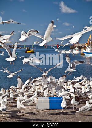 Spülsystem für Fische Stockfoto