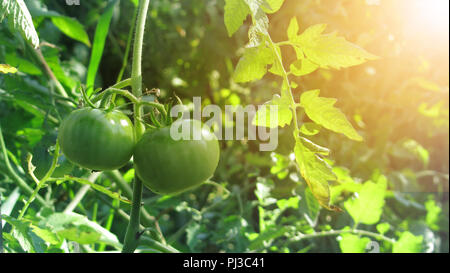 Frische reife rote Tomaten und einige Tomaten, die noch nicht reif sind, hängen an den Weinstock und eine Tomatenpflanze im Garten. Stockfoto