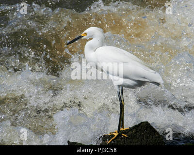 A snowy egret backed by crashing waves. Stockfoto