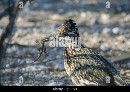 Eine größere Roadrunner auf einem reich verzierten Baum Echse in der Sonora Wüste in Arizona, USA preying. Stockfoto