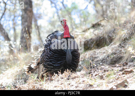 Ein Rio Grande Wild Turkey Gobbler im Frühjahr. Stockfoto
