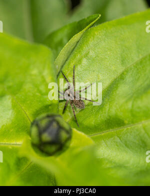 Wolf Spider Herumstreichen auf einem grünen Blatt getupft Stockfoto