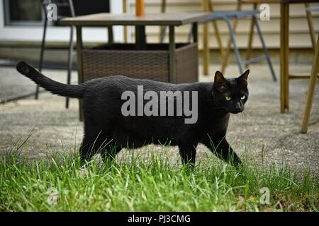 Eine schwarze Katze Spaziergänge über das Gras in seinem Hinterhof Stockfoto