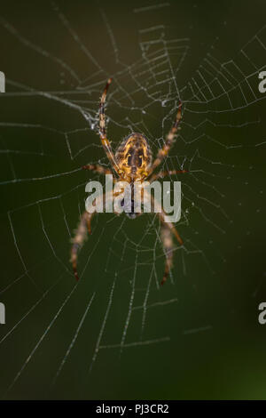 Die Spinne sitzt in seiner Web Stockfoto