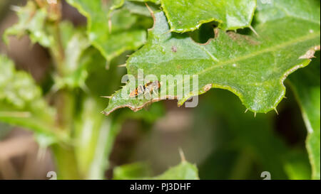 Makro von Hoverfly (Syrphidae) auf einem grünen Blatt Stockfoto
