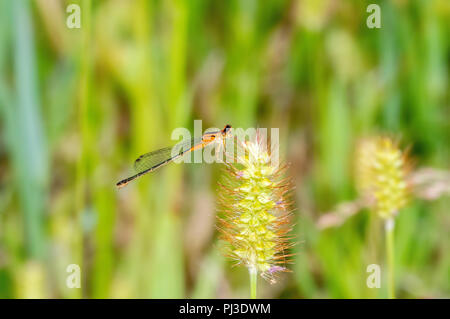 Verticalis Eastern Forktail (Ischnura) Damselfly auf einer Distel Pflanze im östlichen Colorado gehockt Stockfoto
