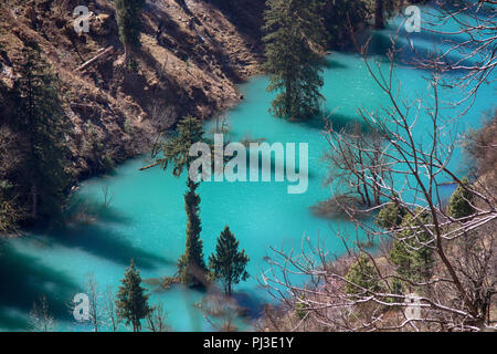 Himalayan Tannen (Abies Californica) und Himalaya Fichte (Picea morinda) in Wasser. Erstaunlich überschwemmten Wälder. Bäume Aufstieg vom See, Sintflut. Ungewöhnliche Himal Stockfoto