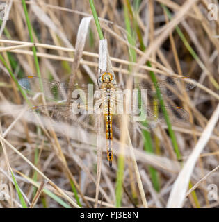 Wandering Segelflugzeug Dragonfly (Pantala flavescens) auf getrocknete Gras im östlichen Colorado gehockt Stockfoto