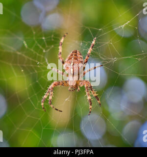 Cross European Garden Spider (Araneus diadematus) Nahaufnahme Stockfoto