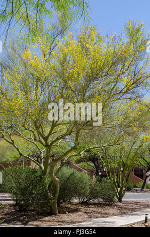 Reihe der Bäume auf der Straße mit gelben Blumen blühen vor blauem Himmel. Stockfoto