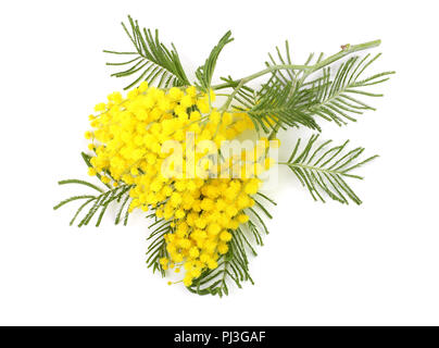 Mimosa auf weißem Hintergrund. Ansicht von oben Stockfoto