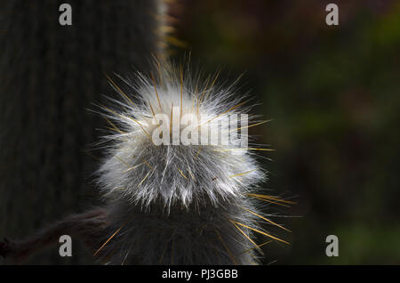 Alter Mann Cactus mit Haar oben, von der Seite. Stockfoto