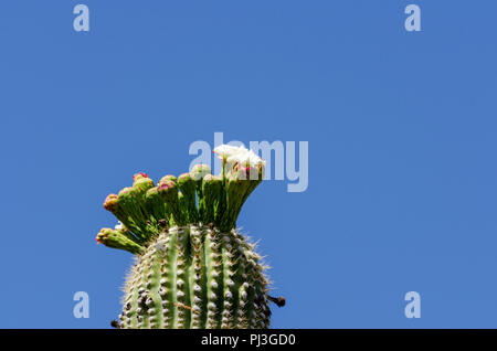 Saguaro Kaktus in der Blüte vor einem blauen Himmel. Stockfoto