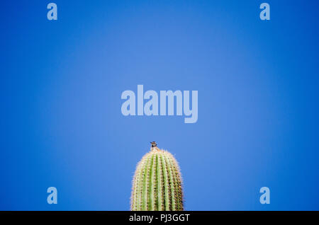 Vogel Einstellung auf Hoch Saguaro Kaktus vor blauem Himmel. Stockfoto