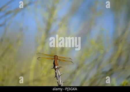 Orange Dragonfly Einstellung auf einem dornigen Zweig gegen grüne und blaue Hintergrund. Stockfoto