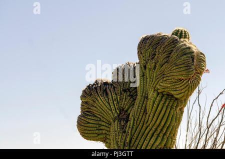 Crested Saguaro Kaktus vor blauem Himmel. Stockfoto