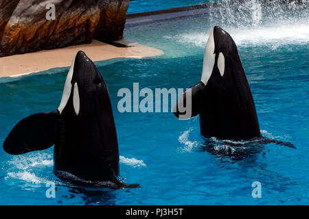 Ein paar der Schwertwale (Orcinus orca), der während einer Show in Sea World, San Diego, Kalifornien, Vereinigte Staaten von Amerika Stockfoto