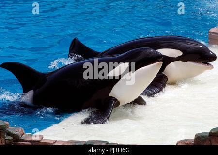 Ein paar der Schwertwale (Orcinus orca), der während einer Show in Sea World, San Diego, Kalifornien, Vereinigte Staaten von Amerika Stockfoto