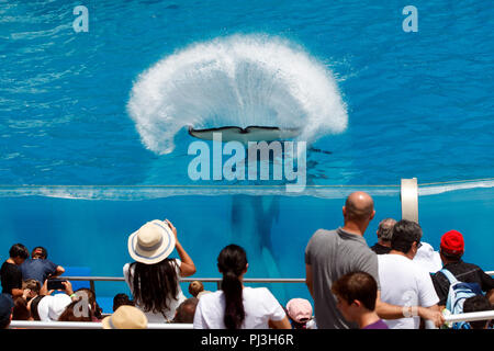 Ein Schwertwal (Orcinus orca), der während einer Show in Sea World, San Diego, Kalifornien, Vereinigte Staaten von Amerika Stockfoto