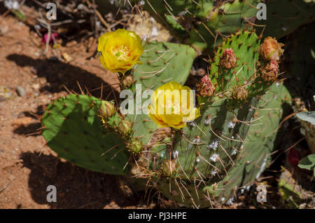 Gelbe Blumen auf einem Feigenkakteen. Stockfoto