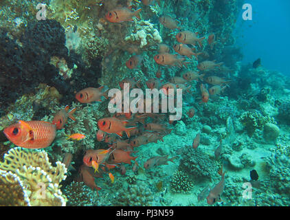 Weisssaum-Soldatenfische (Myripristis murdjan) Rotes Meer, Aegypten Stockfoto