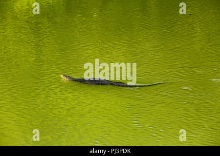 Wasser-Monitor (Varanus Salvator Macromaculatus) schwimmt in einem Bach in den Sundarbans, ein UNESCO-Weltkulturerbe in Bangladesch. Stockfoto