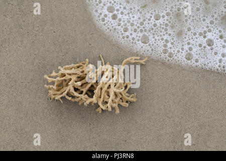 Toten Korallenriff am Sandstrand Stockfoto