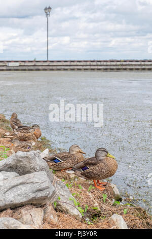 Eine Gruppe von stockenten (Anas Platyrhyncos) entlang der Küste des Lake Couchiching in der Nähe von Oriliia Ontario. Stockfoto