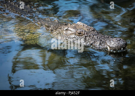 Alligator Auftauchen bei St. Augustine Alligator Farm in St. Augustine, Florida. (USA) Stockfoto