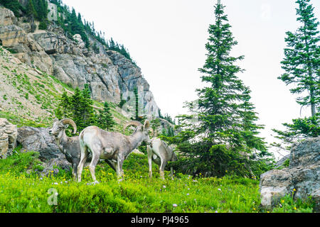 Big Horn Schafe im Glacier National Park, Montana, USA. Stockfoto