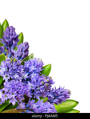 Blumenstrauß aus blauen Hyazinthe Blumen und Blätter in einer Ecke Anordnung auf weißem Hintergrund Stockfoto