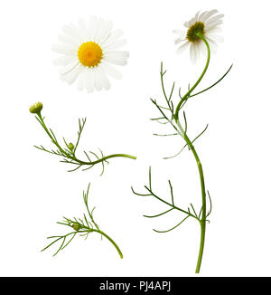 Satz von Daisy Blumen und Blüten sowie deren Knospen, isoliert auf weißem Stockfoto