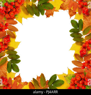 Herbst Vogelbeeren und Blätter in einem quadratischen Rahmen auf weißem Hintergrund. Flach. Ansicht von oben. Stockfoto