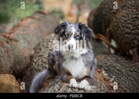 Mili die Miniatur Australian Shepherd, atemberaubende blaue Augen, Stockfoto