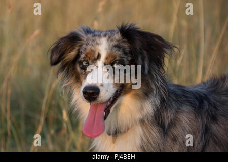 Mili die Miniatur Australian Shepherd, atemberaubende blaue Augen, Stockfoto